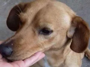 Cachorro raça Indefinido  idade 4 anos nome Amarelo 