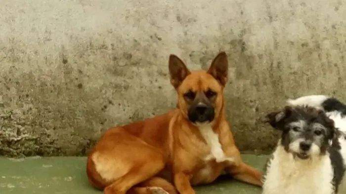 Cachorro ra a Pastor alemão  idade 6 ou mais anos nome Teodora e Laila mae 