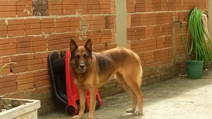 Cachorro ra a Pastor alemão  idade 6 ou mais anos nome Teodora e Laila mae 