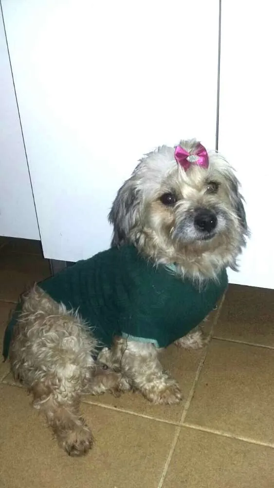 Cachorro ra a Lhasa Apso (Mestiça  idade 3 anos nome Belinha