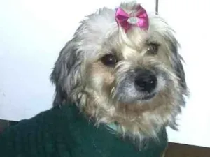Cachorro raça Lhasa Apso (Mestiça  idade 3 anos nome Belinha