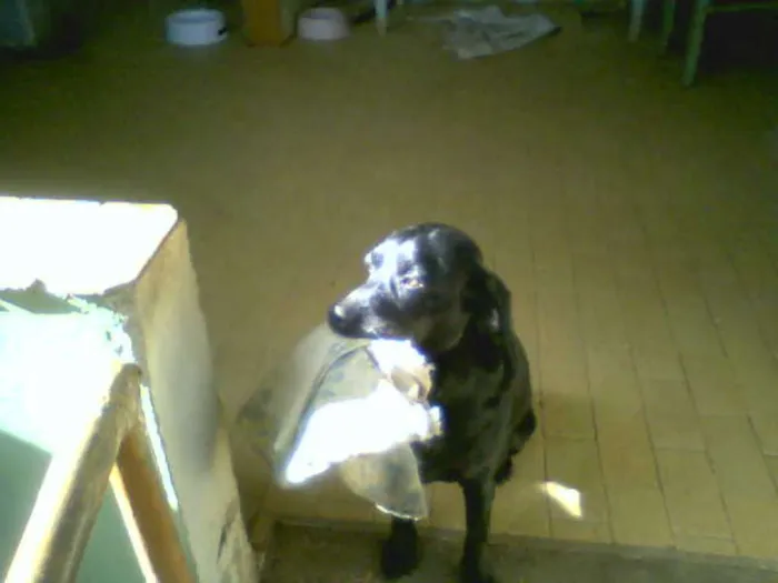 Cachorro ra a vira-lata idade 7 a 11 meses nome Mel