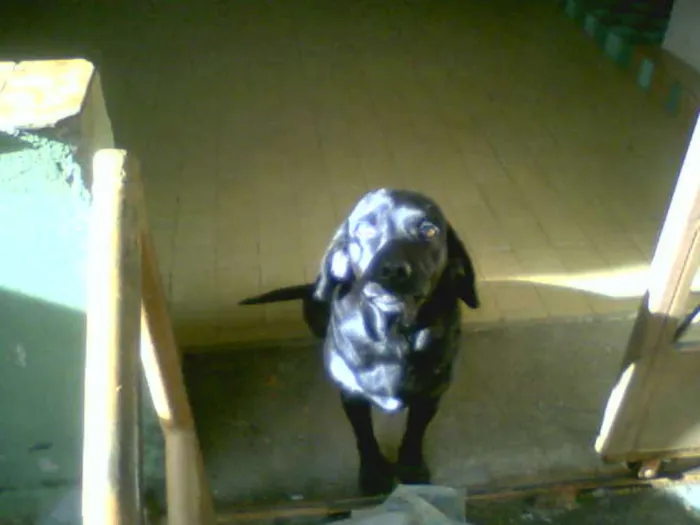 Cachorro ra a vira-lata idade 7 a 11 meses nome Mel