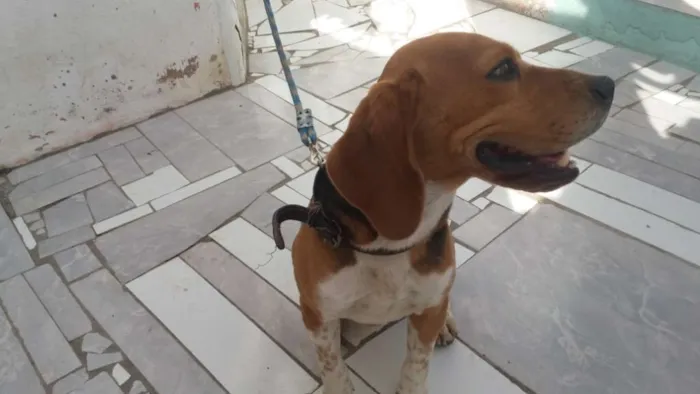 Cachorro ra a BEAGLE idade 2 anos nome BISTEKA