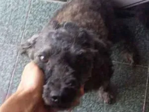 Cachorro raça Puddle idade 4 anos nome Lesy