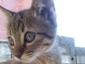 Gato raça Vira-lata idade 1 ano nome Mãe e suas filhotes