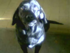 Cachorro raça vira-lata idade 7 a 11 meses nome Mel
