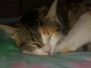 Gato raça  Vira lata idade 1 ano nome Maju