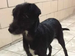 Cachorro raça vira lata idade 1 ano nome Pastel