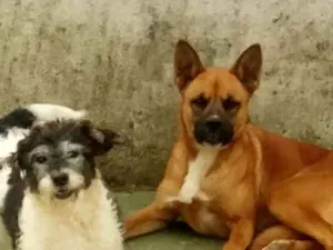 Cachorro raça Pastor alemão  idade 6 ou mais anos nome Teodora e Laila mae 