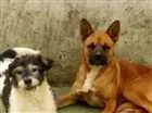 Cachorro raça Pastor alemão  idade 6 ou mais anos nome Teodora e Laila mae 