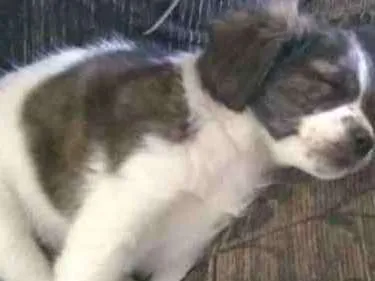 Cachorro raça Mistura idade 7 a 11 meses nome Luna
