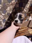 Lua