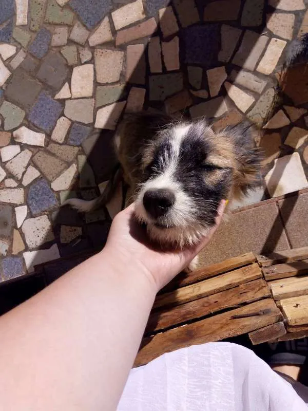 Cachorro ra a vira-lata idade 2 a 6 meses nome Lua