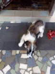 Lua