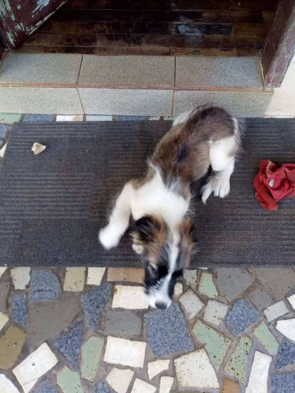 Cachorro ra a vira-lata idade 2 a 6 meses nome Lua