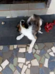 Lua