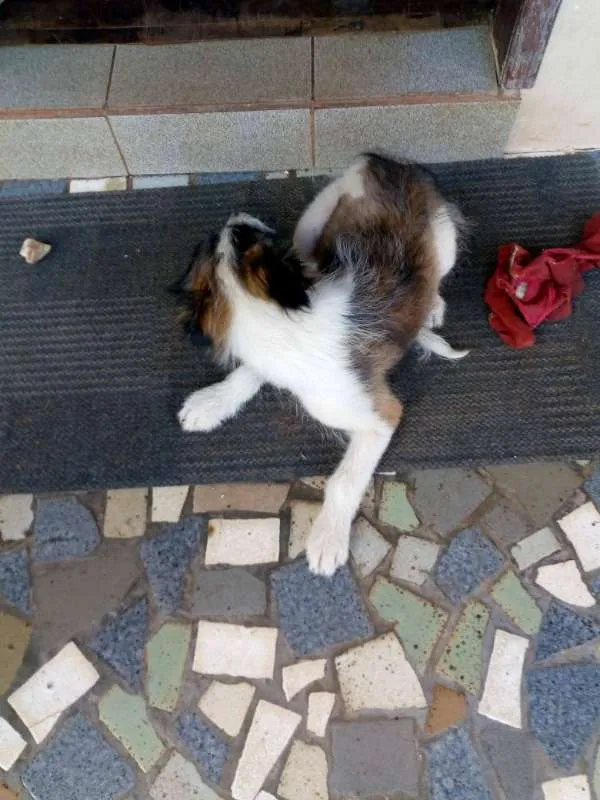 Cachorro ra a vira-lata idade 2 a 6 meses nome Lua