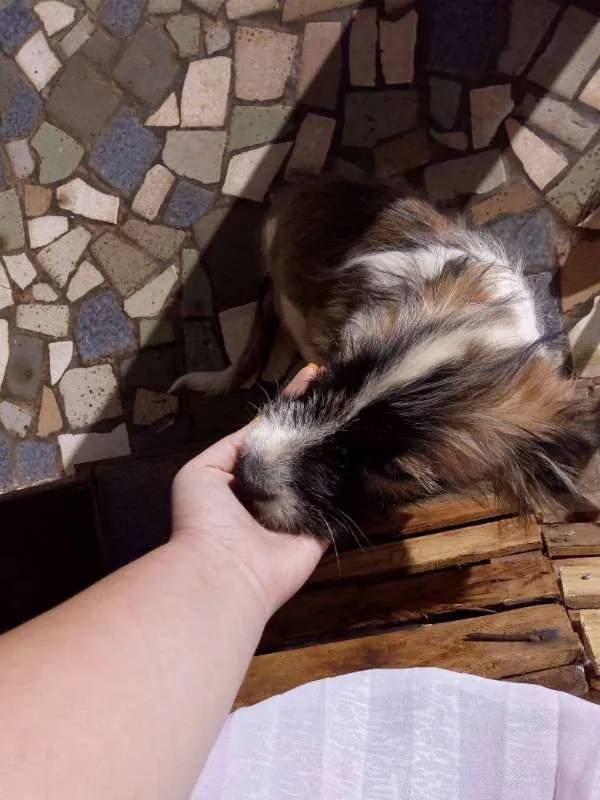 Cachorro ra a vira-lata idade 2 a 6 meses nome Lua