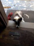 Lua