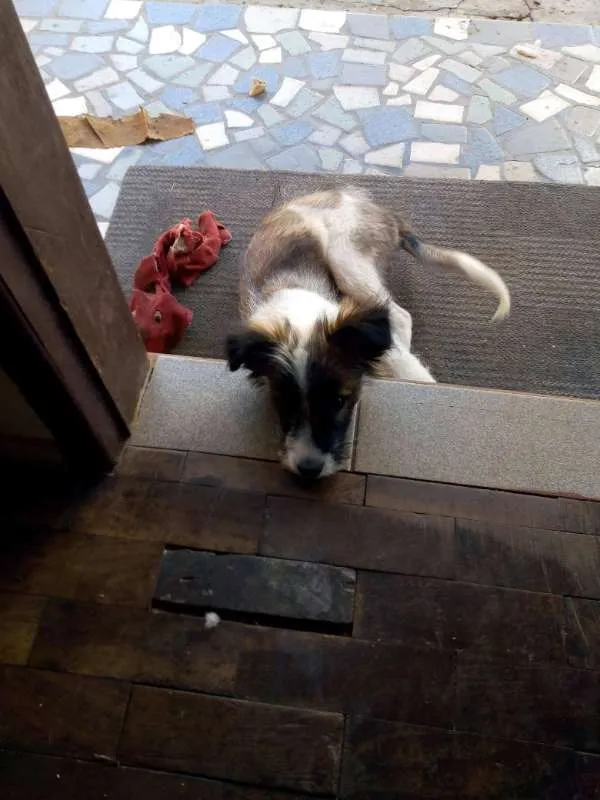 Cachorro ra a vira-lata idade 2 a 6 meses nome Lua