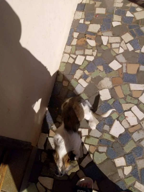 Cachorro ra a vira-lata idade 2 a 6 meses nome Lua