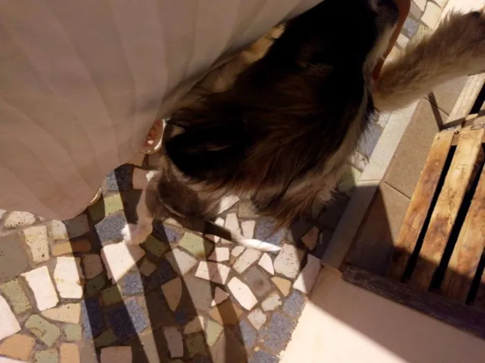 Cachorro ra a vira-lata idade 2 a 6 meses nome Lua