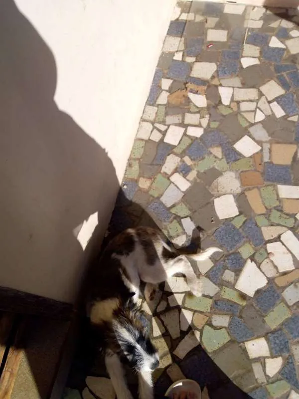 Cachorro ra a vira-lata idade 2 a 6 meses nome Lua