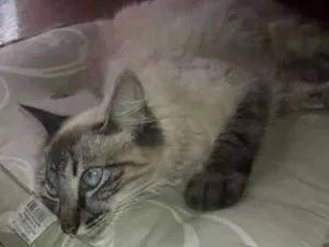 Gato raça Vira lata idade 1 ano nome Sol