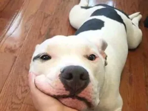 Cachorro raça Mestiça  idade Abaixo de 2 meses nome Detovem