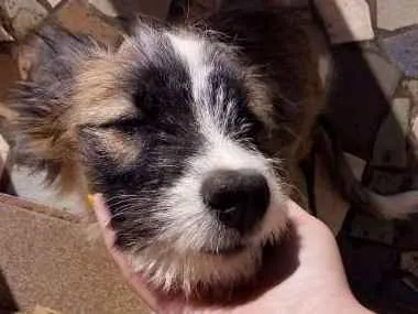 Cachorro ra a vira-lata idade 2 a 6 meses nome Lua