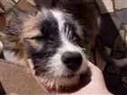 Cachorro raça vira-lata idade 2 a 6 meses nome Lua