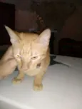 paçoca