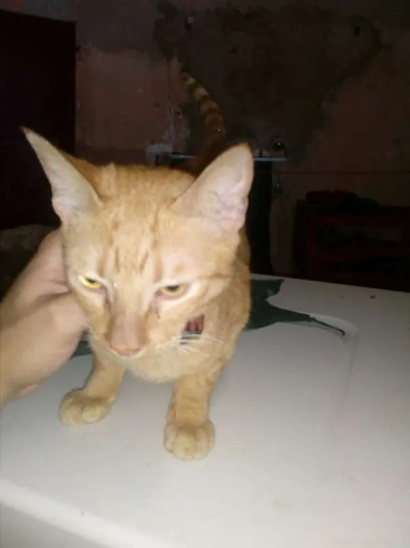 Gato raça srd idade 7 a 11 meses nome paçoca