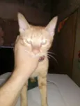 paçoca