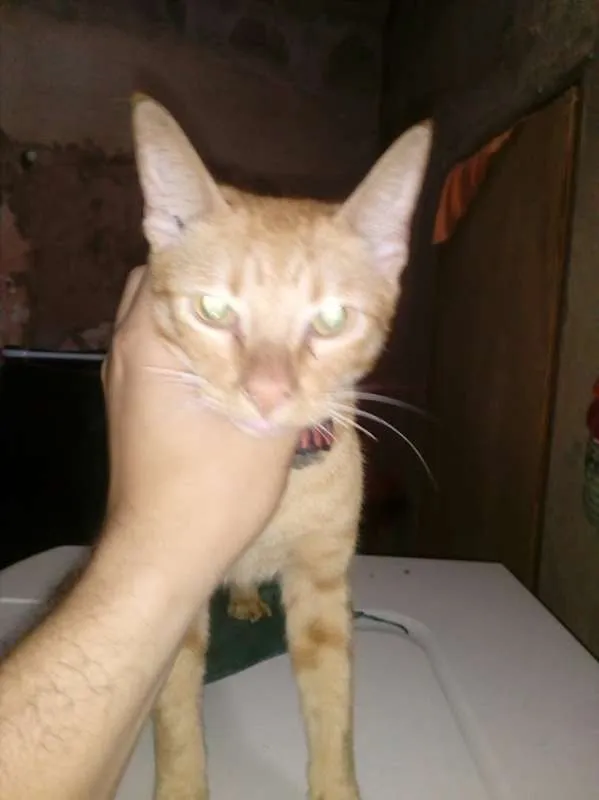 Gato raça srd idade 7 a 11 meses nome paçoca