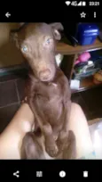 pirata