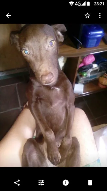 Cachorro raça srd idade 7 a 11 meses nome pirata