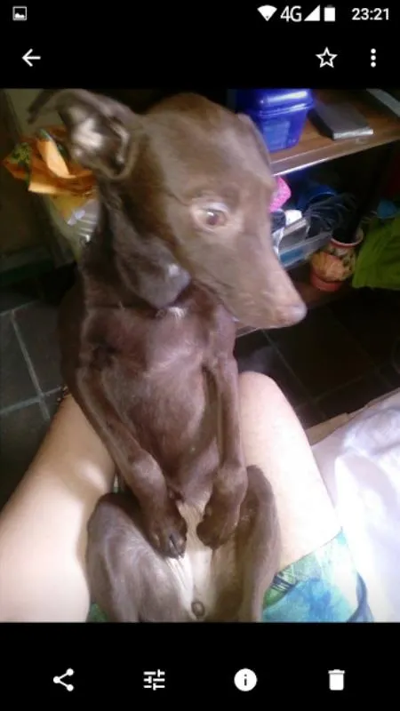 Cachorro raça srd idade 7 a 11 meses nome pirata