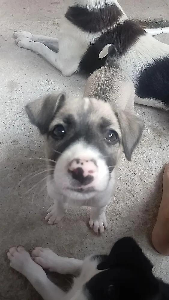 Cachorro ra a Srd idade 2 a 6 meses nome Luna