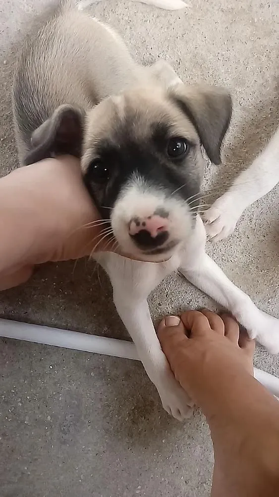 Cachorro ra a Srd idade 2 a 6 meses nome Luna
