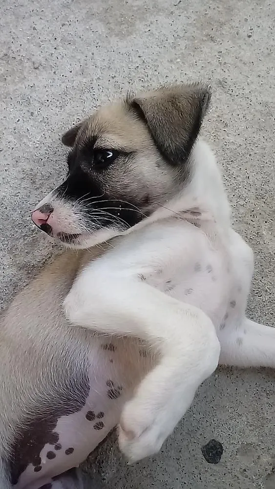 Cachorro ra a Srd idade 2 a 6 meses nome Luna