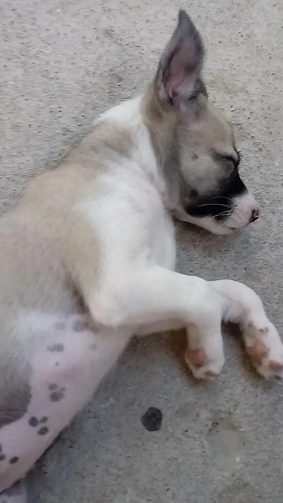 Cachorro ra a Srd idade 2 a 6 meses nome Luna