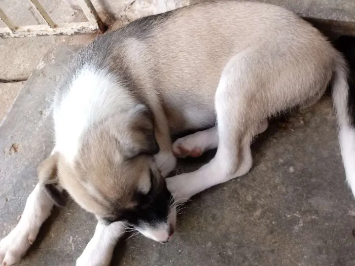 Cachorro ra a Srd idade 2 a 6 meses nome Luna