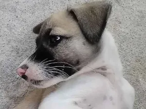 Cachorro raça Srd idade 2 a 6 meses nome Luna