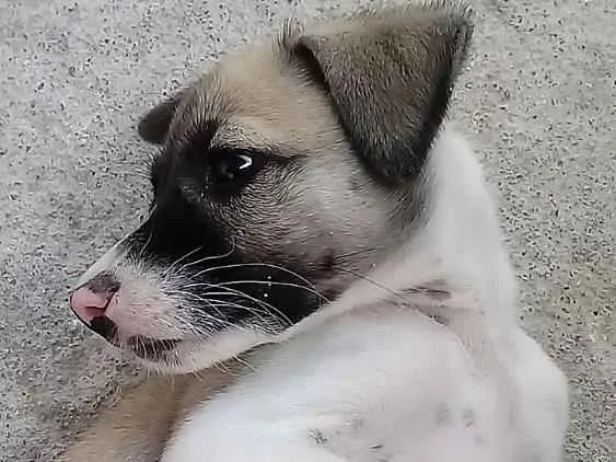 Cachorro ra a Srd idade 2 a 6 meses nome Luna