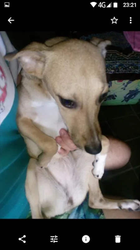 Cachorro raça srd idade 7 a 11 meses nome Lety