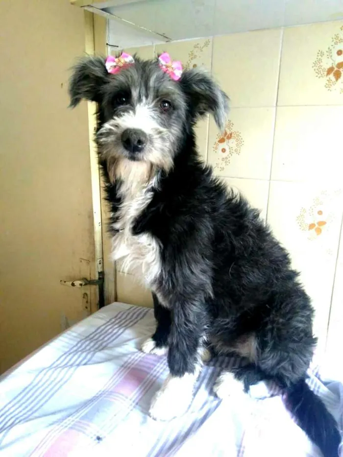 Cachorro ra a  idade 7 a 11 meses nome Bianca
