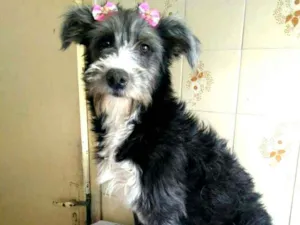 Cachorro raça  idade 7 a 11 meses nome Bianca