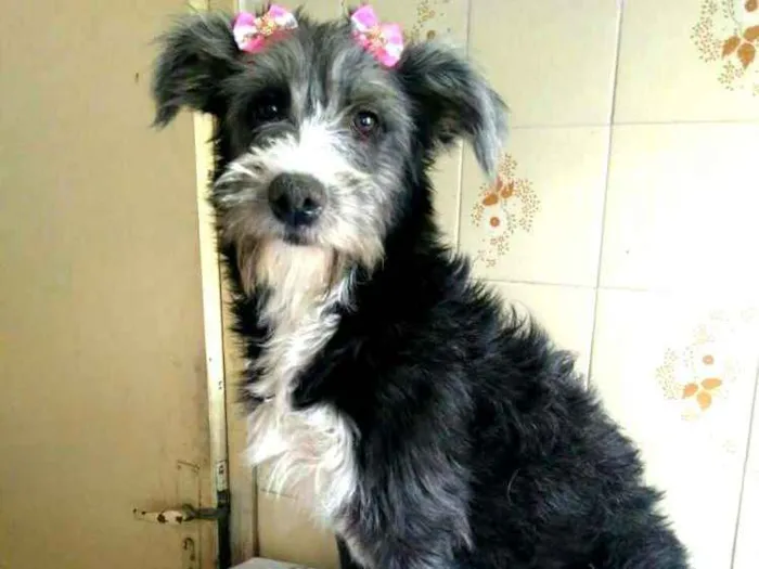 Cachorro ra a  idade 7 a 11 meses nome Bianca
